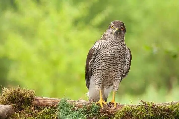 African Goshawk